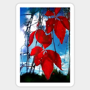 Red Leaves Sticker